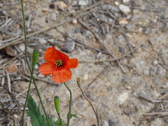 Papaver pinnatifidum
