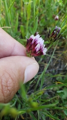 Trifolium variegatum variegatum