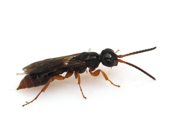 Sierolomorpha canadensis