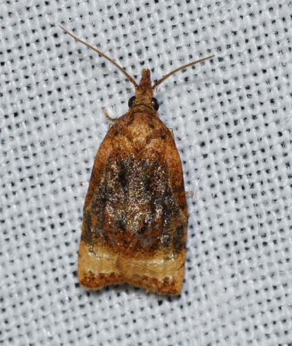 Black-shaded Platynota Moth photo 3