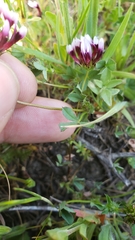 Trifolium variegatum variegatum