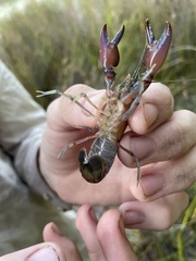 Cherax robustus
