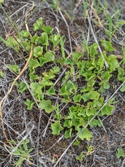 Dichondra occidentalis