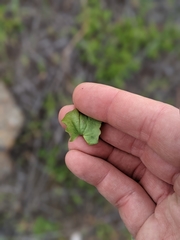 Dichondra occidentalis