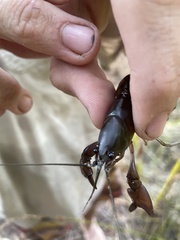 Cherax robustus