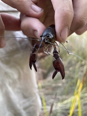 Cherax robustus