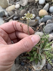 Capsella bursa-pastoris