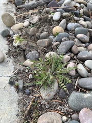 Capsella bursa-pastoris