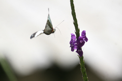 Pieriballia viardi