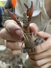 Cherax robustus