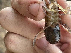 Cherax robustus
