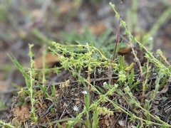 Harpagonella palmeri