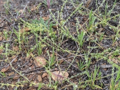 Harpagonella palmeri