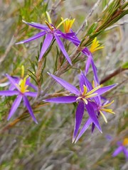 Calectasia intermedia
