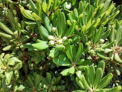 Pittosporum tobira