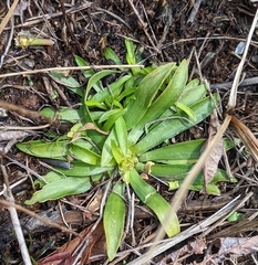 Sabatia kennedyana