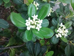 Pittosporum tobira