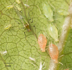 Wahlgreniella nervata