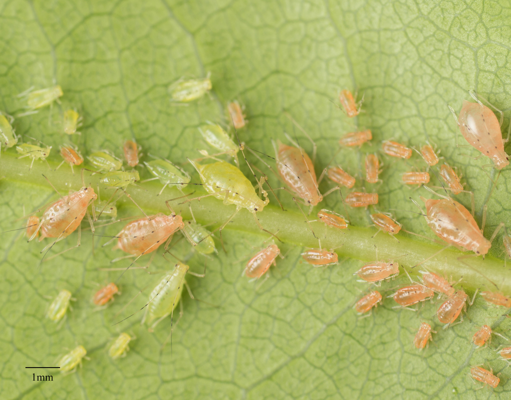 Wahlgreniella nervata arbuti