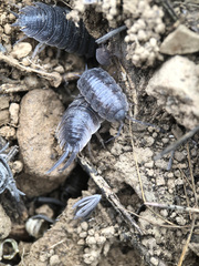 Porcellio hoffmannseggii