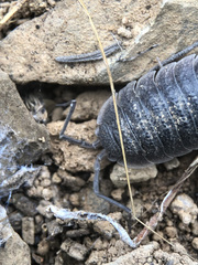 Porcellio hoffmannseggii