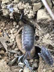 Porcellio hoffmannseggii