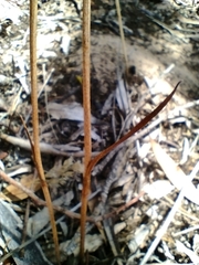 Burchardia umbellata
