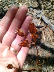 Burchardia umbellata