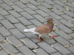 Columba livia domestica