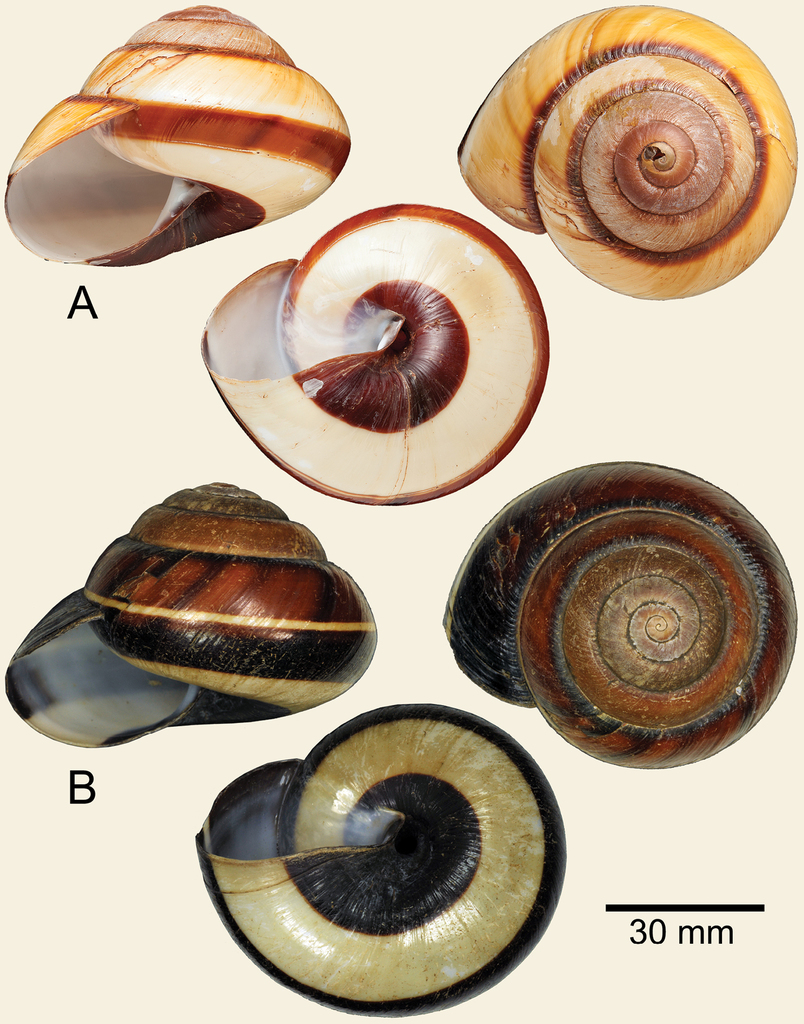 Bertia