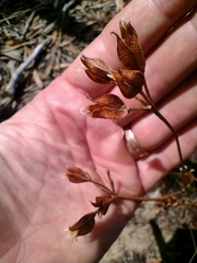Burchardia umbellata