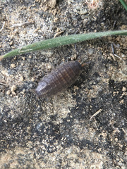 Proporcellio