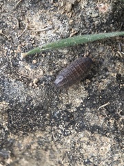 Proporcellio