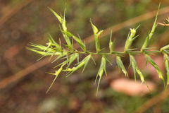 Australopyrum pectinatum