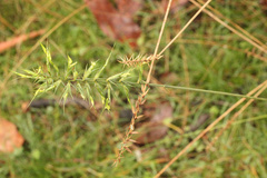 Australopyrum pectinatum