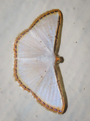 Leuciris fimbriaria