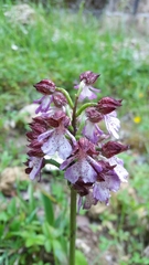 Orchis purpurea