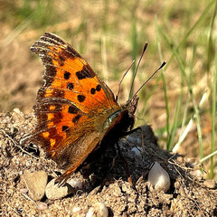 Polygonia c-album
