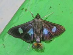 Diaphania exclusalis