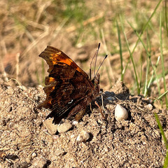 Polygonia c-album