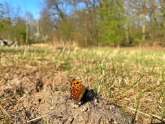 Polygonia c-album