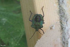 Pentatoma parametallifera