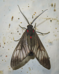 Hypocharis clusia