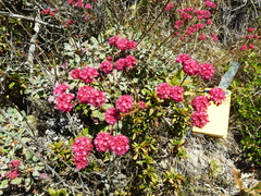Eriogonum grande