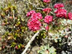 Eriogonum grande