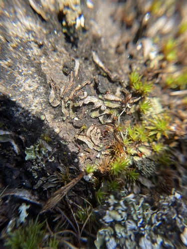 Image of Mannia fragrans by (c) Brandon Corder, some rights reserved (CC BY)