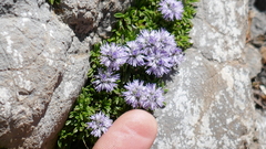 Globularia repens
