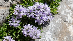 Globularia repens