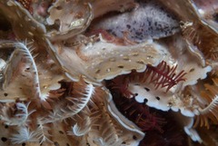 Adeonellopsis