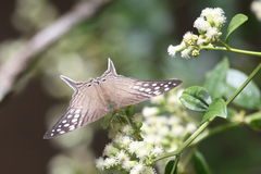 Marpesia merops